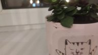 о цветы
