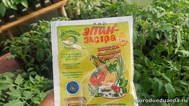 Как правильно использовать Эпин и Циркон для защиты р?