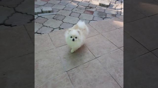 Мини- шпиц девочка 6 мес., крошечная, всего 1,2 кг! Питомник Голд Шаферхунд, +79789980314 смотреть онлайн