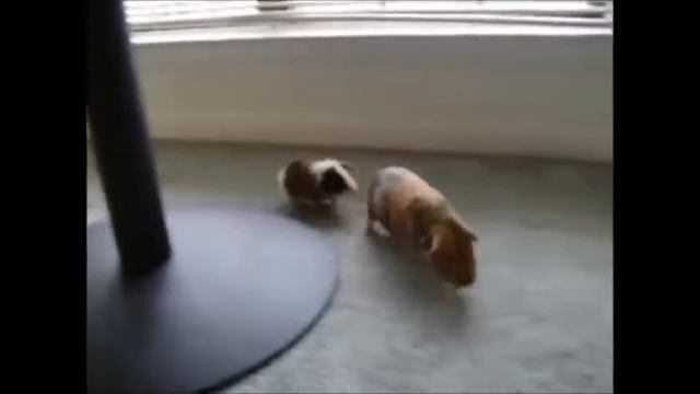 забавные хомяки, смешные мыши, ржачные милахи \ funny hamsters, funny mouse, hilarious mils
