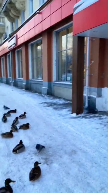 Утки в Центре города! На крыльце магазина МАГНИТ!2 сери смотреть онлайн