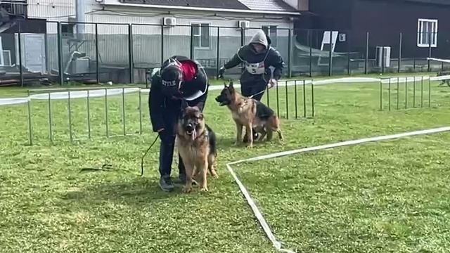 ПОДРОСТКИ КОБЕЛИ / КЧК СМОЛЕНСК 1 мая`25 Е.Силаева Моно немецких овчарок