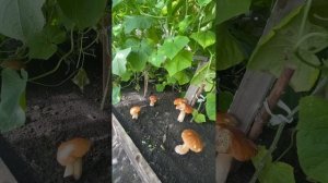 Вот как я выращиваю белые грибы в теплице с огурцами. В