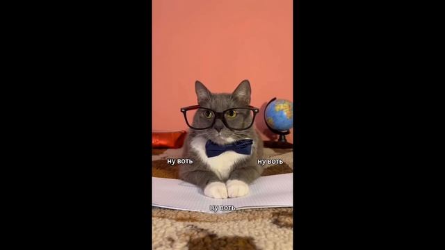 реклама @kotiynet на телеканале качели