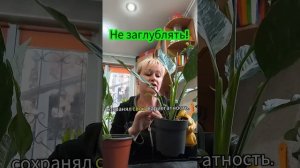 Не заглублять спатифиллум! #цветыдлядома #plants #растени