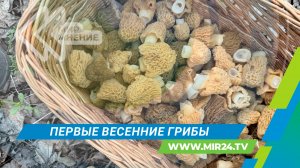 Какие грибы можно собирать в мае и как их не перепутать с несъедобными?