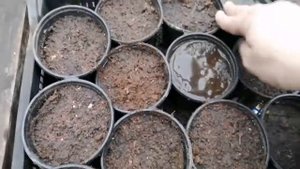 Перец🌶️ "Чёрная жемчужина" из своих семян🌱! Обзор вс