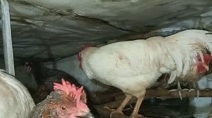 включил свет у кур продлеваю световой день