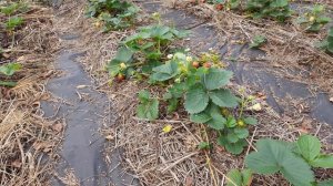 Плодородие Правильное земледелие Живая почва Урожай