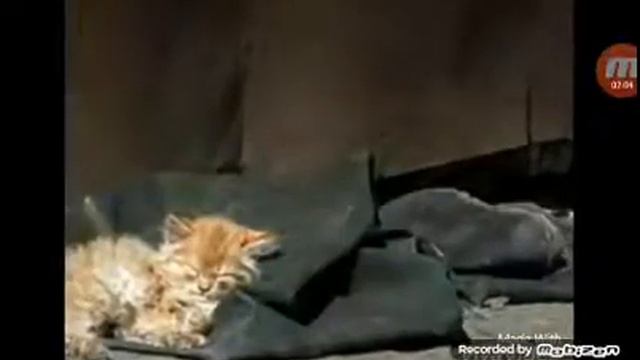 Спасайте бездомных животных смотреть онлайн