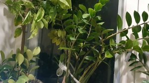 Старые кладбища...