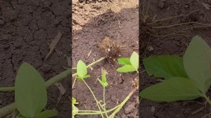 Соя на семена СоКо сорт Алекса