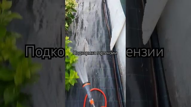 Подкормка гортензии летом. 4.07.24г. Использую формулу 13х