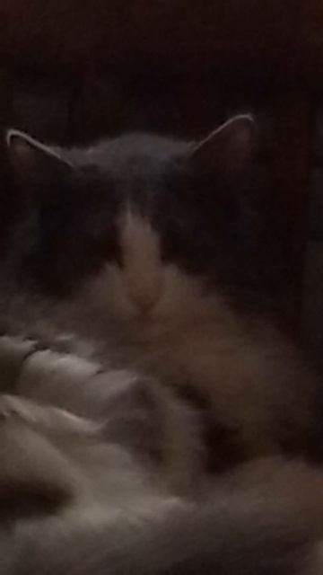 Дьявол кот💀👹 кот в подвале смотреть онлайн