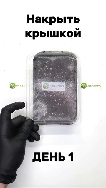 Простой способ вырастить микрозелень . Магазин Моя зе? смотреть онлайн