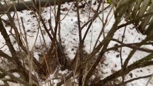 Всё об обрезке смородины - чёрной и красной