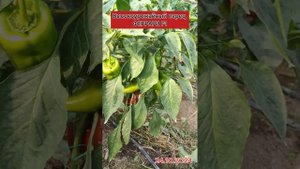 "ФЕРРАРИ F1" — ПЕРЕЦ ВЫСОКОЙ УРОЖАЙНОСТИ, КОТОРОМУ НЕТ ?