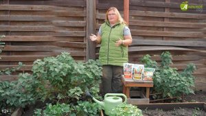 Главный уход за смородиной осенью! Как подкормить, обр