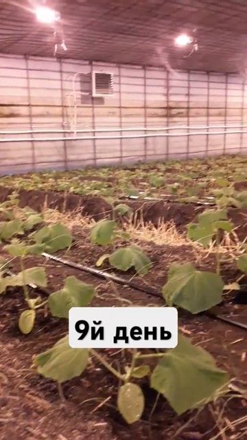 9й день после посадки в теплицу #землядел #garden