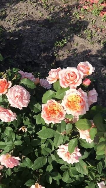 «Поль Бокус» (Paul Bocuse), «Долина Роз» Саджанці троянд опт смотреть онлайн