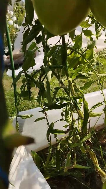 Урожайный, вкусный томат для открытого грунта Абаканс смотреть онлайн