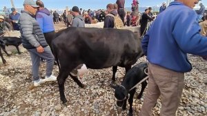 СИЗ ИЗЛАГАН СОГИН СИГИРЛАР МАКОНИ САРИОСИЁ ПАЙШАНБА БОЗОРИДА