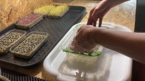 Как правильно поливать микрозелень микрогрин