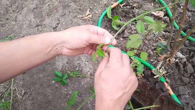 Как сделать саженцы ежевики🌿