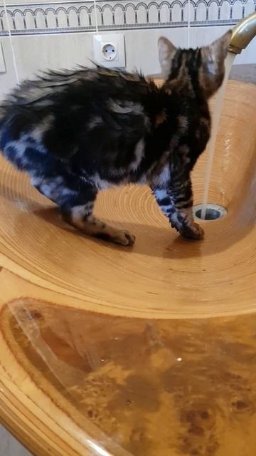 Шила-любительница водных игр )) #бенгальскаякошка #бен? смотреть онлайн