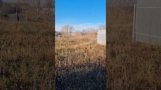 выращивание сибирского Кедра, Татарстан часть 8 смотреть онлайн