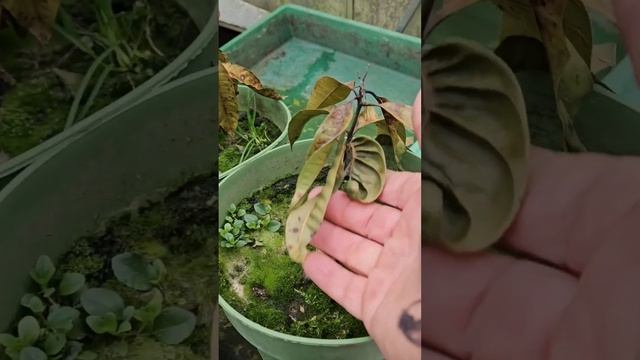 Не смотря на плюсовую температуру некоторые тропичес? смотреть онлайн