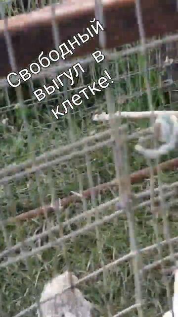 Клетка переносная, без дна! #цыплята #chick #hen #babybirds #chicken #