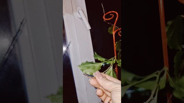 Укореним прекрасный гибискус Купера🌺 #гибискус #гиби