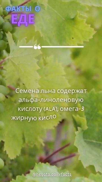 Факты о еде. #30 Факт про семена льна смотреть онлайн