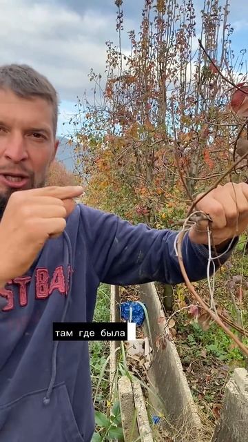Так выглядит плодовая сумка - там будет хороший урожай смотреть онлайн