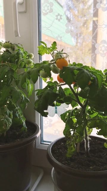 Расцвели на окнах помидоры. Знать пришла на Русь весна смотреть онлайн