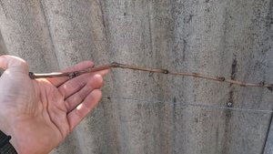 Обрезка винограда сорта Аркадия весной, на 2 яруса, на ?