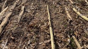 Обзор сеялки Сеялка прямого посева СИЧ-4.2 (no-till) от РемС