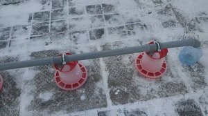 Автоматическая линия кормления для птицы (кур) / автом?