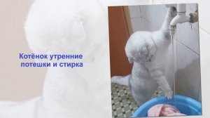 Котёнок утренние потешки и стирка