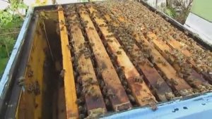 подставляю вощину в отводки, несмотря на похолодание , 5.05.2025