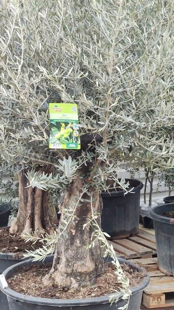 Сколько стоит оливковое дерево в Германии. смотреть онлайн