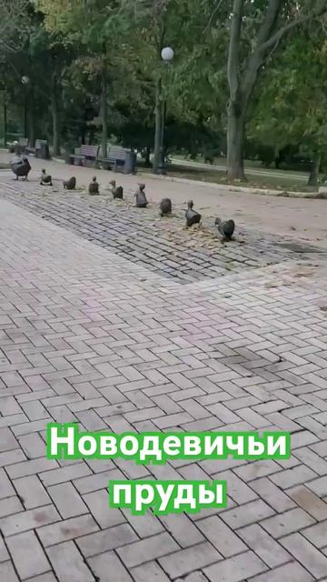 Новодевичьи пруды 10.10.24г