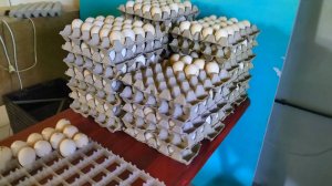 Получили три коробки тяжелой индейки , вывод запланирован на  2 июня