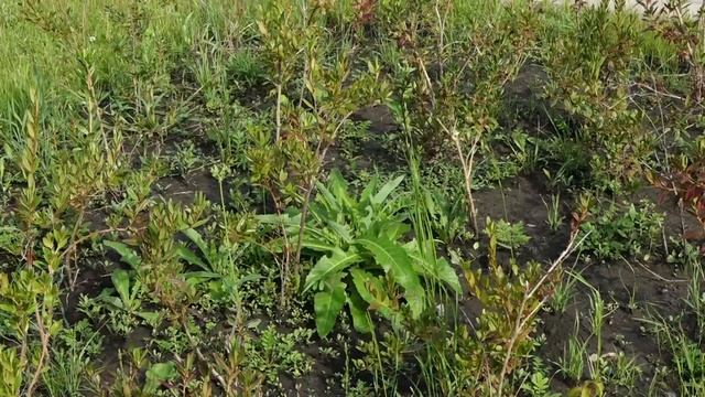 «ТИШИНА» В ЦЕНТРАЛЬНОМ ПАРКЕ смотреть онлайн