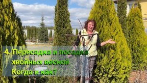 УХОД ЗА ХВОЙНЫМИ ВЕСНОЙ МАРТ 2025г: подкормки, обработки