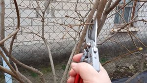 Обрезка сирени на 3х цветный штамб. Форма "фонаря".