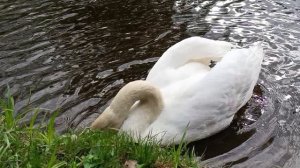Три минуты из жизни прекрасных созданий🌊🦢🦢