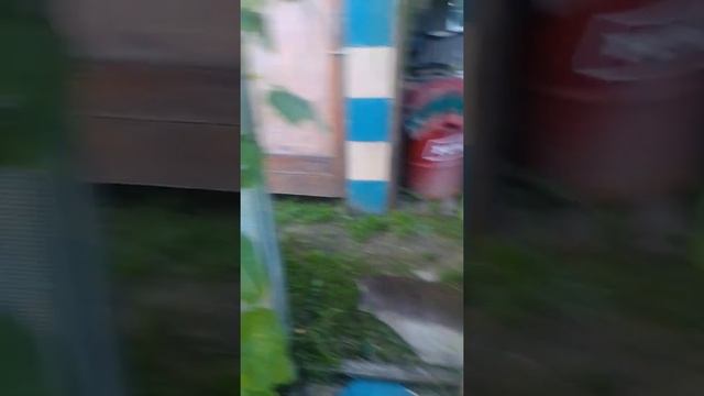 томаты краснеют//💪👍