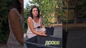 Когда высаживать гортензию? сразу после покупки!